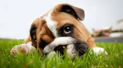 Хвороби шлунково-кишкового тракту