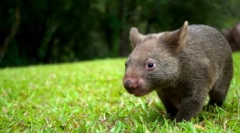 Vombat тварина: милий великий ссавець (фото)