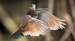 Тварини планети на фотографіях (17 шт.)