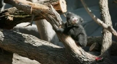 Тварини планети на фотографіях (24 шт.)
