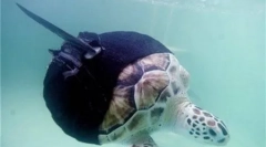 Тварини з протезами (8 фото)