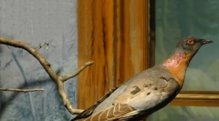 Тварини, перераховані в чорній книзі: 25 вимерлих видів