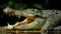 Живі копалини: 10 стародавніх тварин, що живуть у наш час