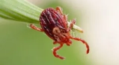 Життєвий цикл і розвиток ixodic tribes