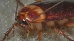 Життєвий цикл та розвиток тарганів