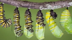 Життєвий цикл комах