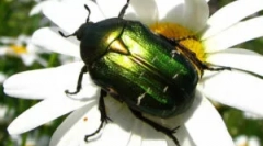 Жук бронза золотий