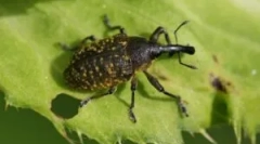 Жук weevil: опис, типи та спосіб життя