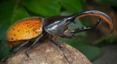 Жук геркулес: опис і спосіб життя