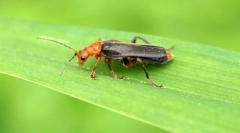 Жук джерела піни