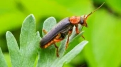 Fireman beetle: опис та спосіб життя