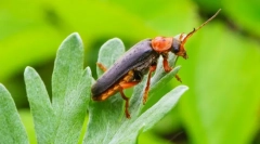 Пожежний жук