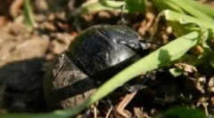 Жкс-потік: опис та спосіб життя