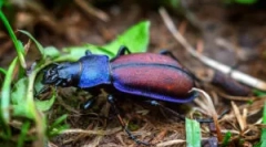 Жук лугу: опис та спосіб життя