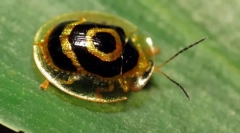 Жук - золота черепаха