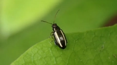 Жуки або жорсткі