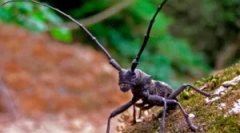 Жуки usachi: види та пошкодження