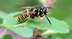 Бульбашний