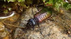 Grump з лопатина