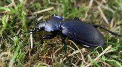 Угорський зчеплення