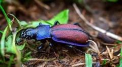 Земляний жук