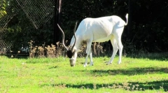 Пустанні маньяки