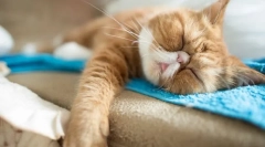 Зима хіберн кішки