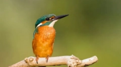 Фермі. Сім'я птахів