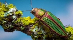 Зелені блискучі хвойні