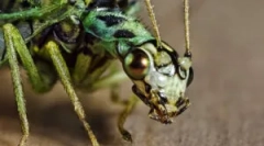 Zlatprace або зелені мінерами вдома