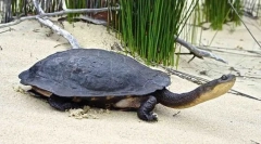 Бездоганна черепаха