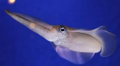 Значення молюсків у природі та життю людини