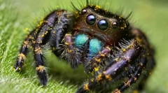 Значення spooform