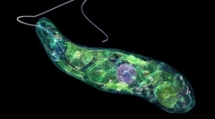 Сенс найпростішого за природою і життям людини