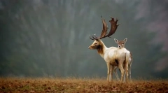 Значення живих організмів у природі