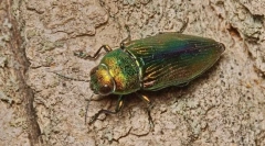 Золотий золотий