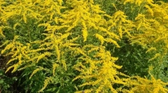 Золотий канадський