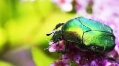 Золотий бук