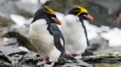 Голоппінс пінгвін