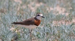 Зука каспійська