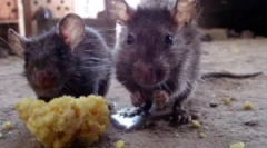 Звучить щілину гризунів